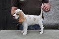 Afb_20120808_Ginger (4)